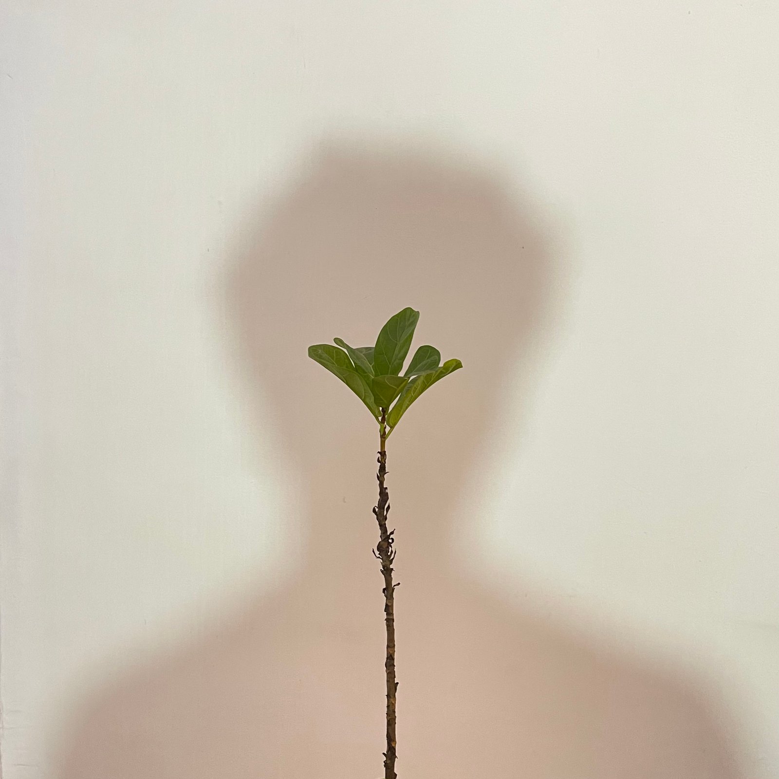 Portrait of Himanshu Mestry